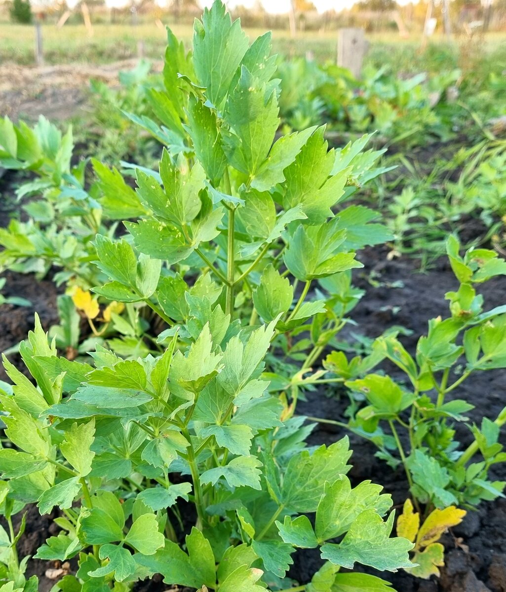 Фото автора.