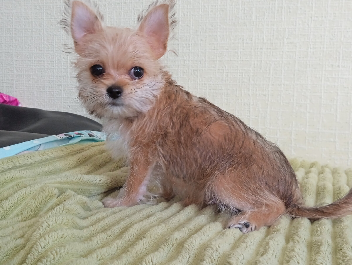 Тоби, 2 месяца