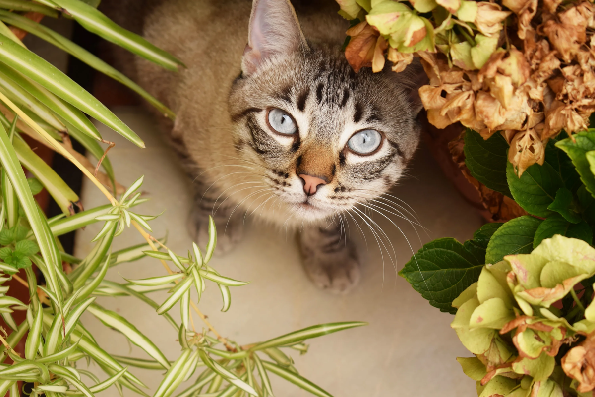 😾Выбросить это немедленно, если вам дорога ваша кошка! | Нос, хвост, лапы  | Дзен