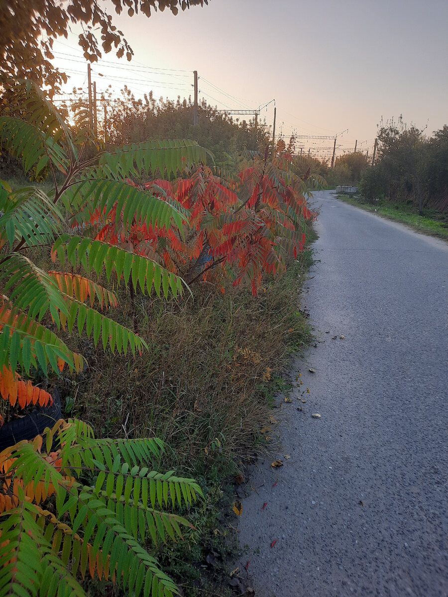 Краски осени прекрасны