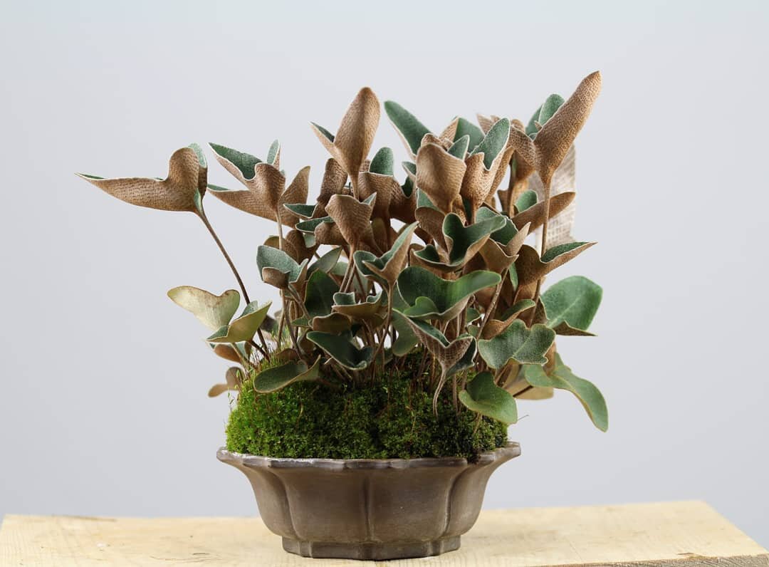 Пиррозия Pyrrosia hastata 'Mikasayama'