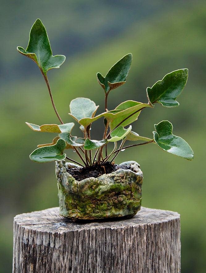 Pyrrosia hastata 'Mikasayama'