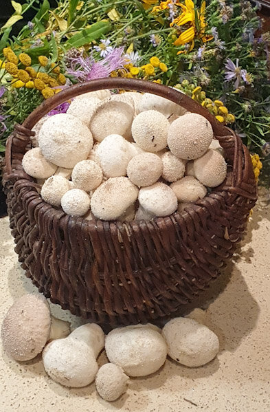 Корзинка дождевиков.