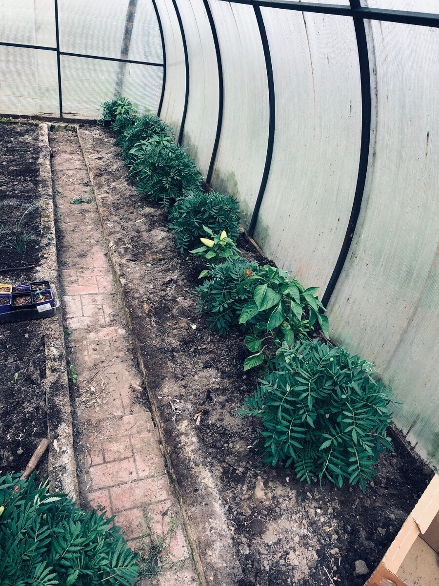 В начале июля бархатцы еще прилично выглядят в теплице и даже видны кусты перца. Везде фото автора.