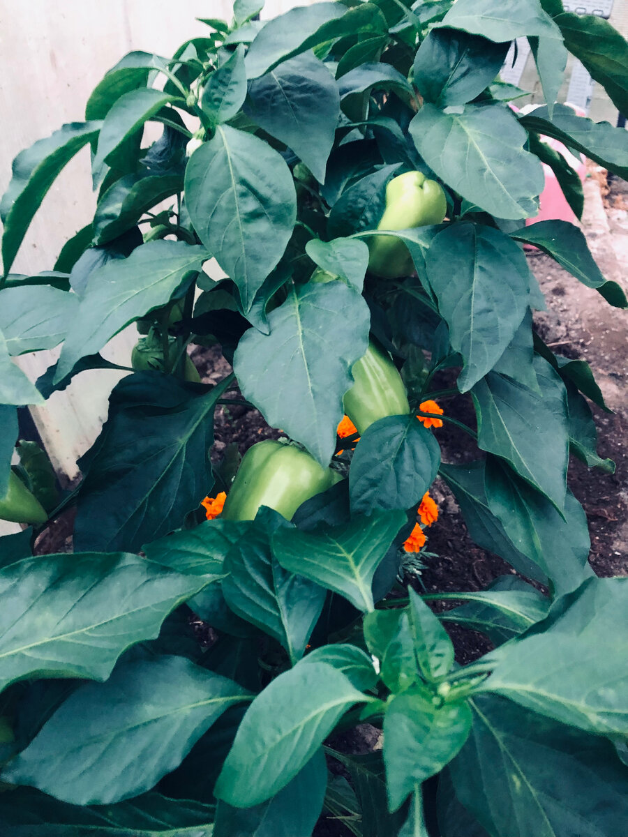 Уже даже в конце июля перцев становится все больше и они все тяжелее.