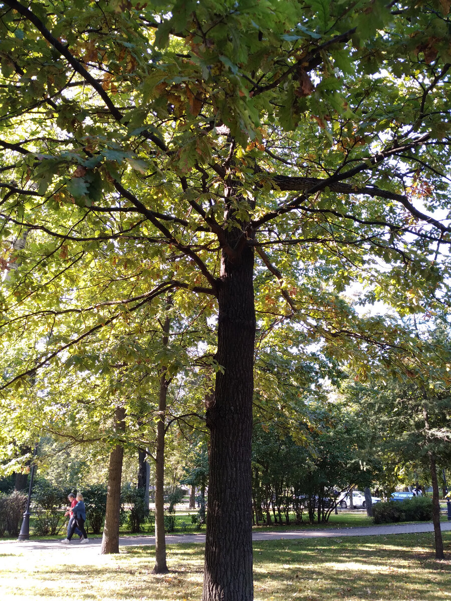 Дубы в Александровском парке