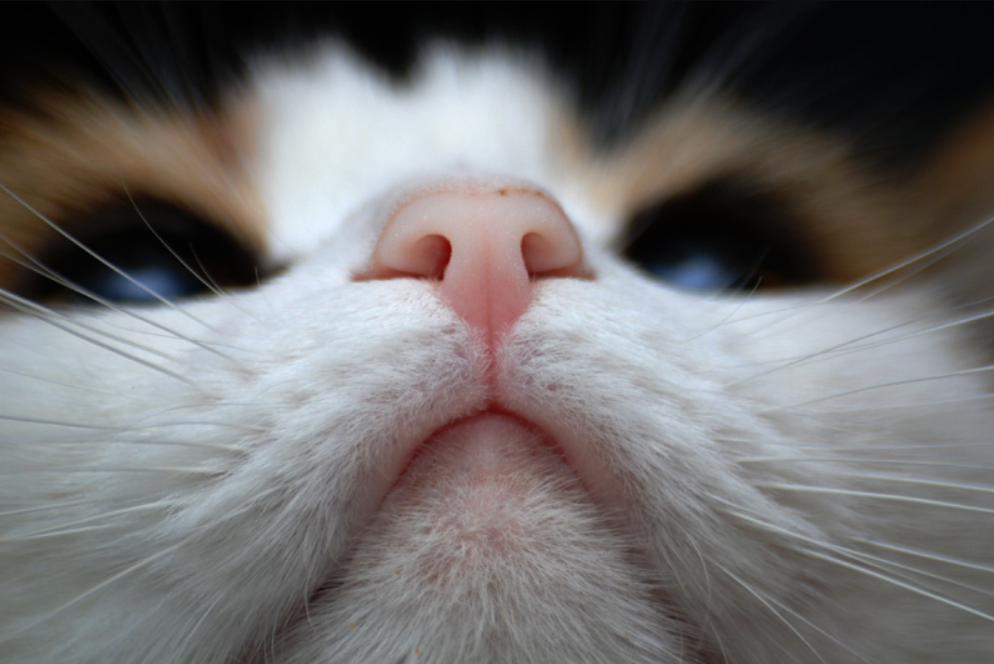 Нос кота. Кошачий носик. Милый нос кота.