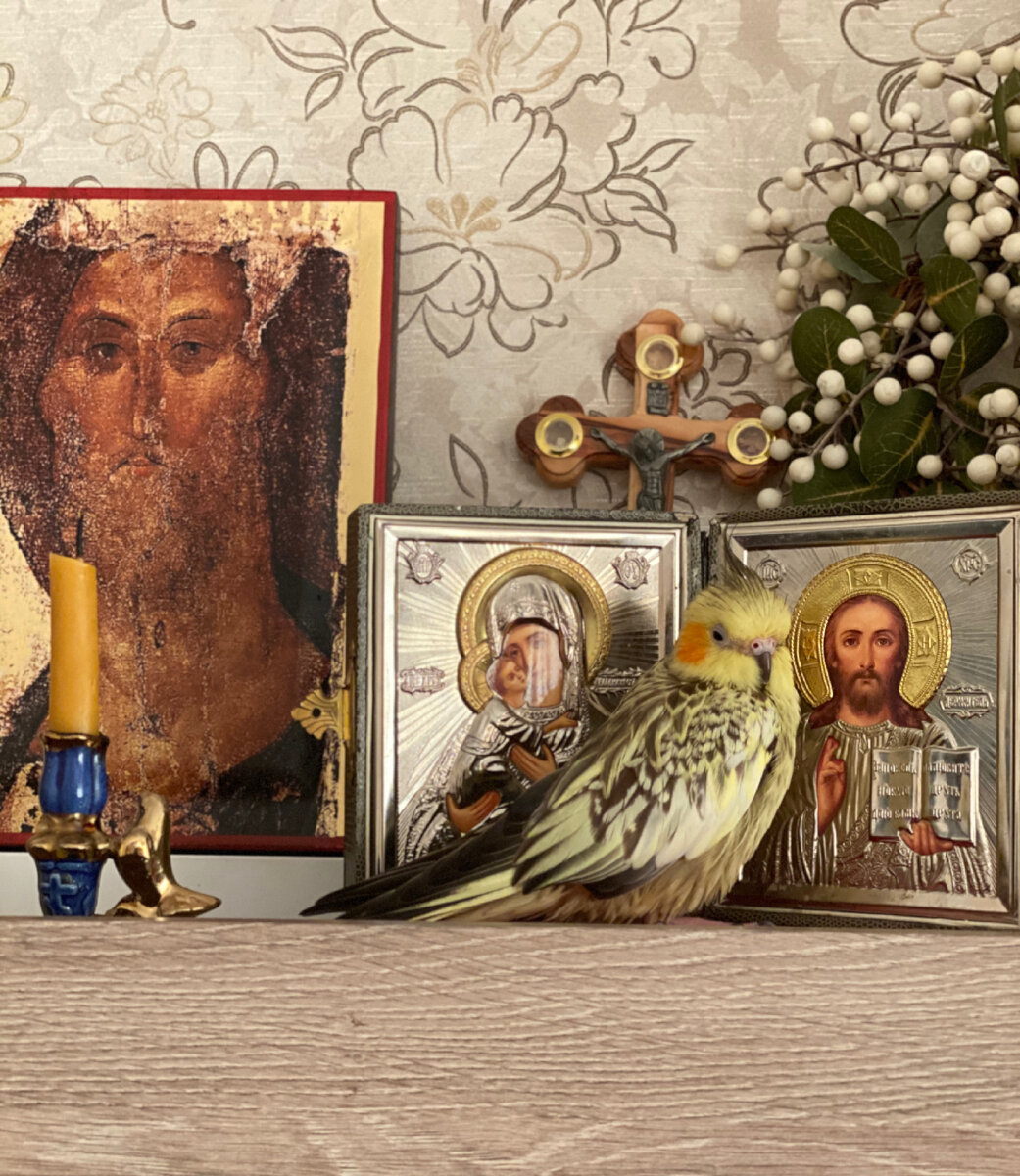 Православный попугай Коржик