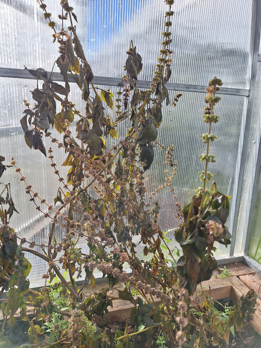 Фото автора. Октябрьские заморозки не позволили продлить сроки выращивания растений