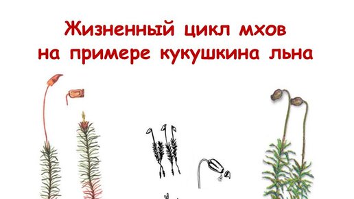 Жизненный цикл мхов на примере кукушкина льна | ЕГЭ по биологии: грани  успеха | Дзен