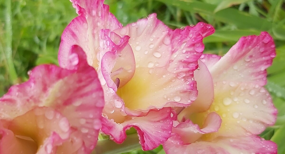 Фото автора. Гладиолусы после дождя