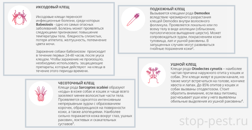 Распространённые эктопаразиты питомцев, фото сайта https://stop-pest.ru