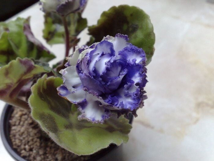 Здоровый цветок фиалки