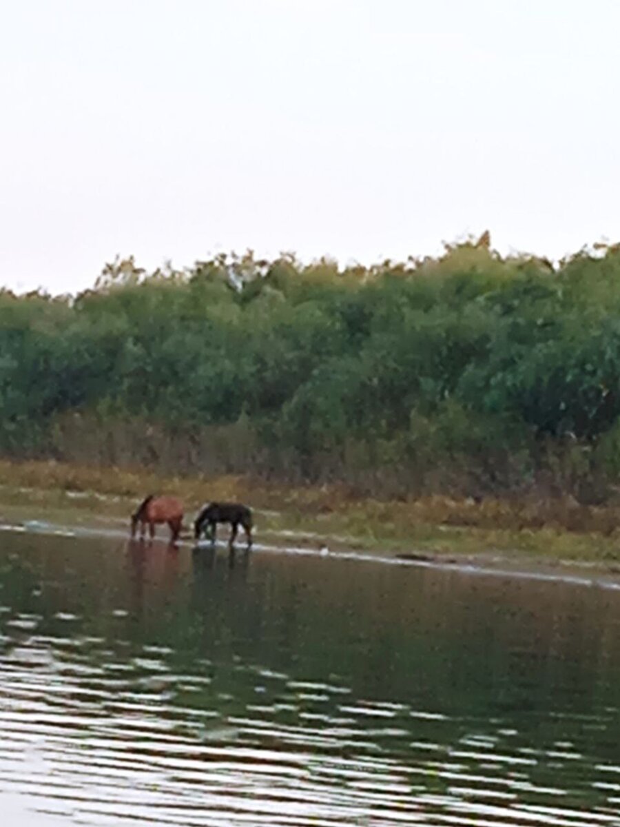 Фото автора сентябрь 2023, река Ахтуба