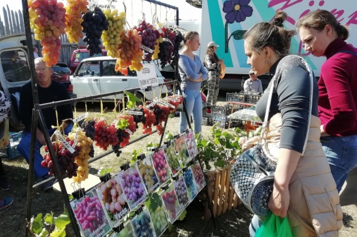    В регионе виноградарством народ занимался испокон веков. Интерес к нему высок и сегодня.