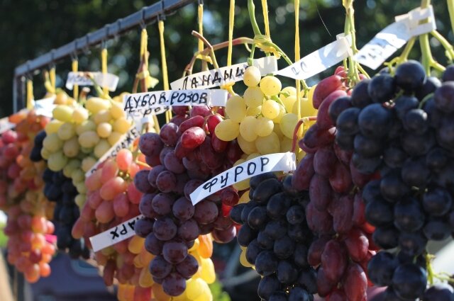    Донские вина наряду с кубанскими и крымскими винами могут смело претендовать на свою долю освободившегося рынка. Фото: Правительство Ростовской области/ Правительство РО
