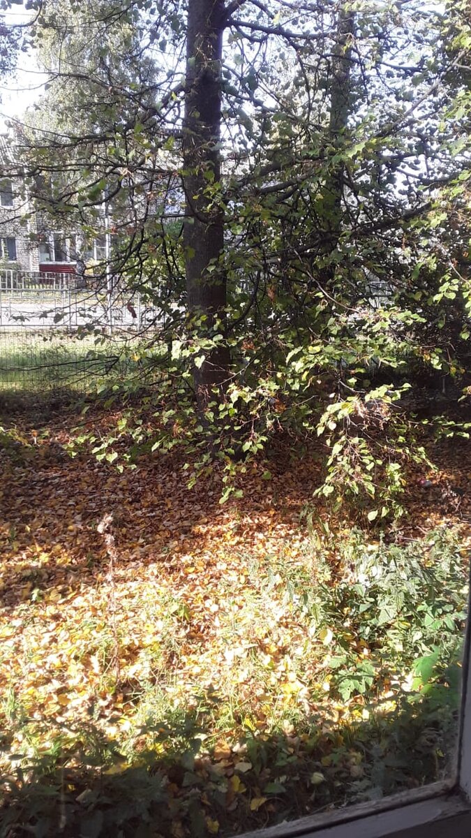 Осенних листьев ковёр!😍