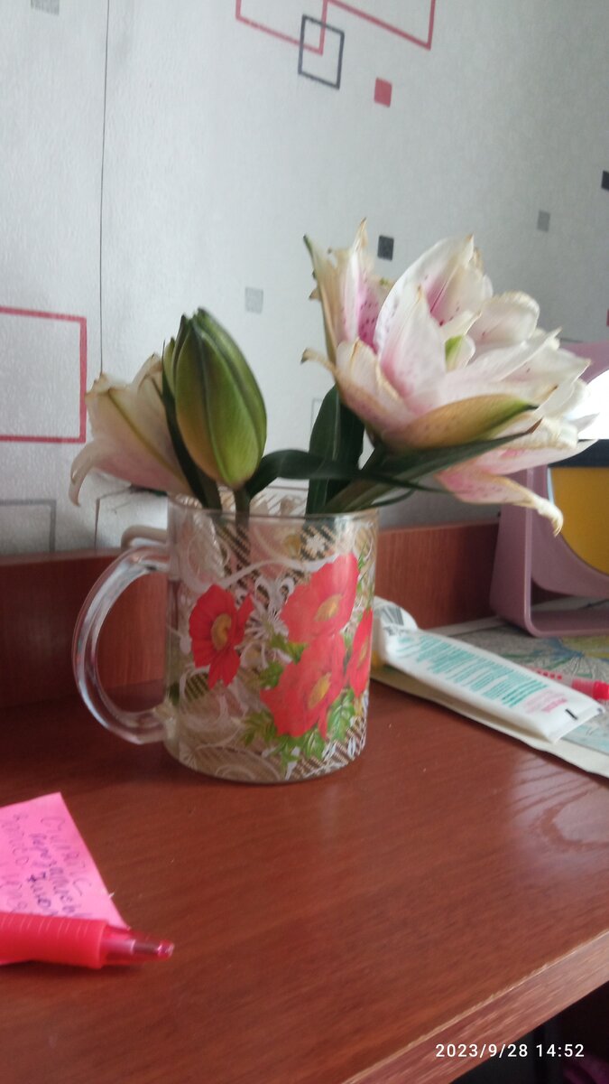 Мои цветы. Радуют. 