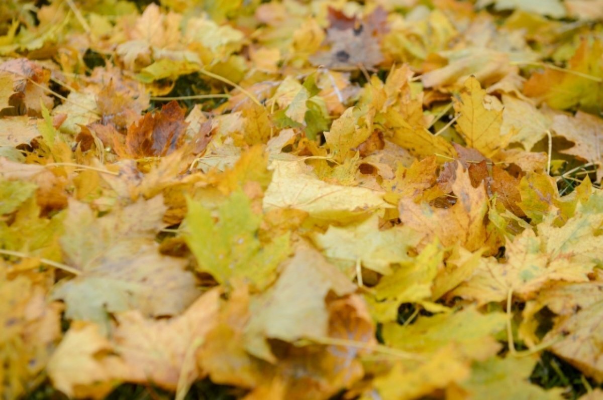    В Туле 1 октября проходит «Прогулка с кардиологом»