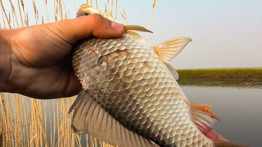 Крупный карась на КАЖДОЙ поклёвке! 🎣 Сегодня работает только ЭТА НАЖИВКА (моя любимая, кстати) 😉