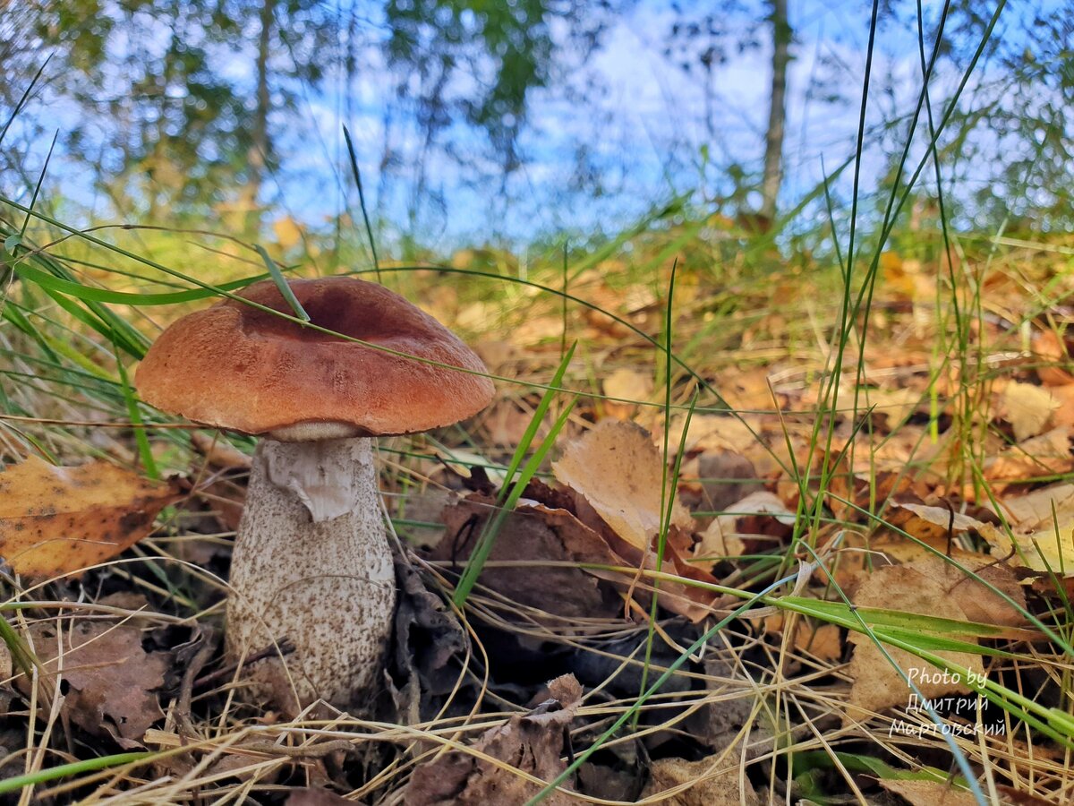 На прошлой неделе ещё раз прогулялись с братом в лес по грибы.