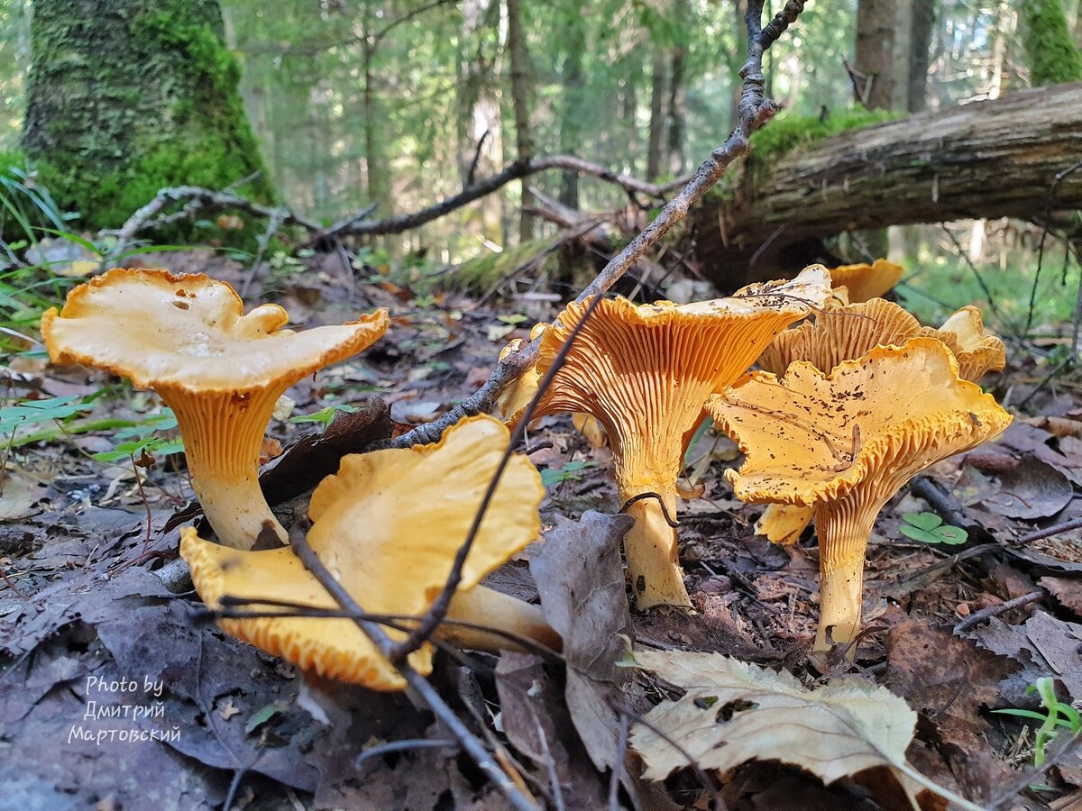 На прошлой неделе ещё раз прогулялись с братом в лес по грибы.-2