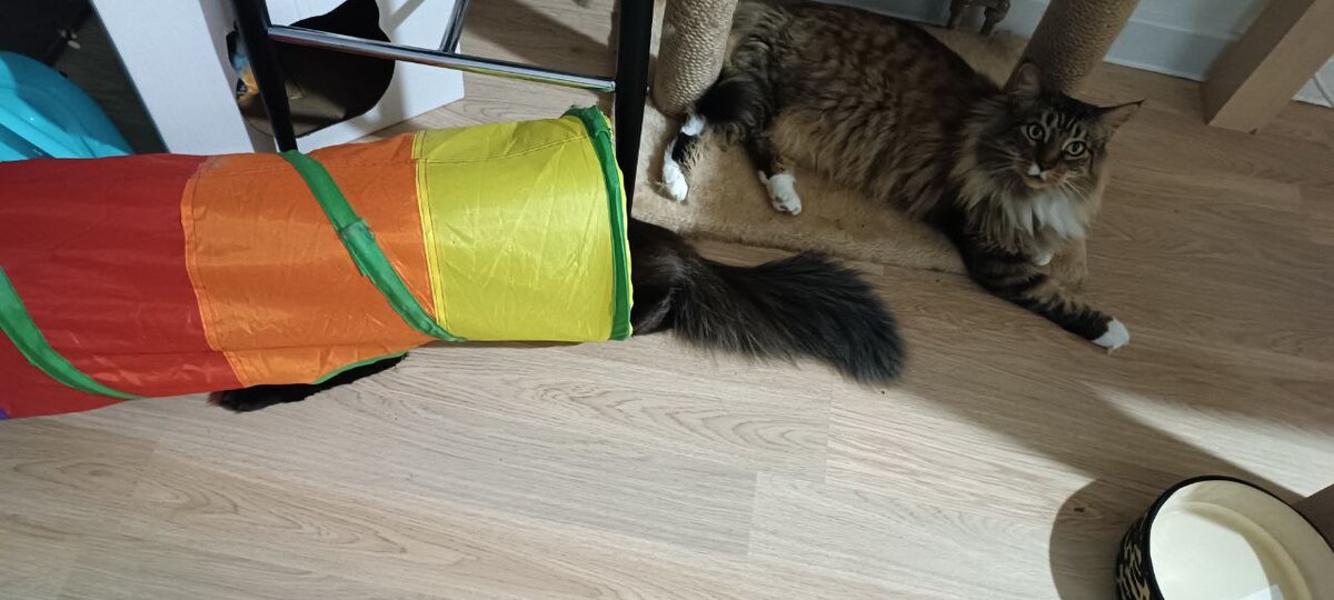 Противная и Бозин хвост