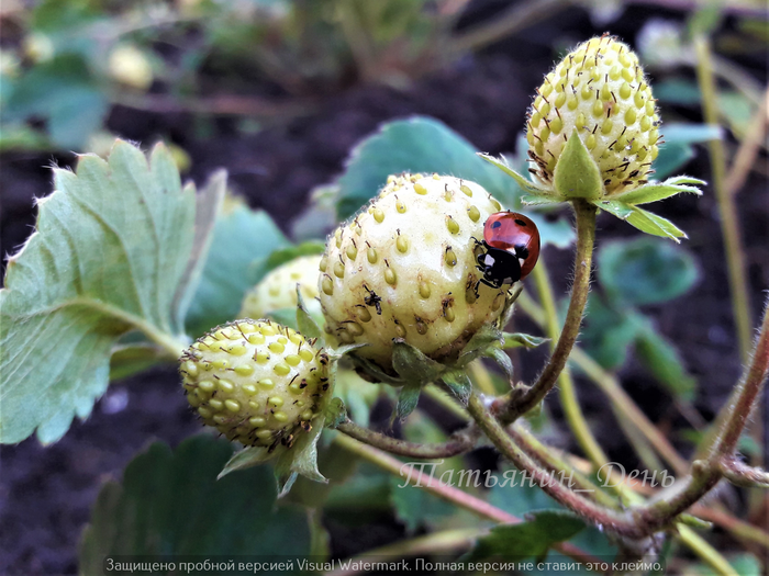 Клубничку любят и божьи коровки (Coccinellidae) тоже.       dzen.ru/tatiana_day