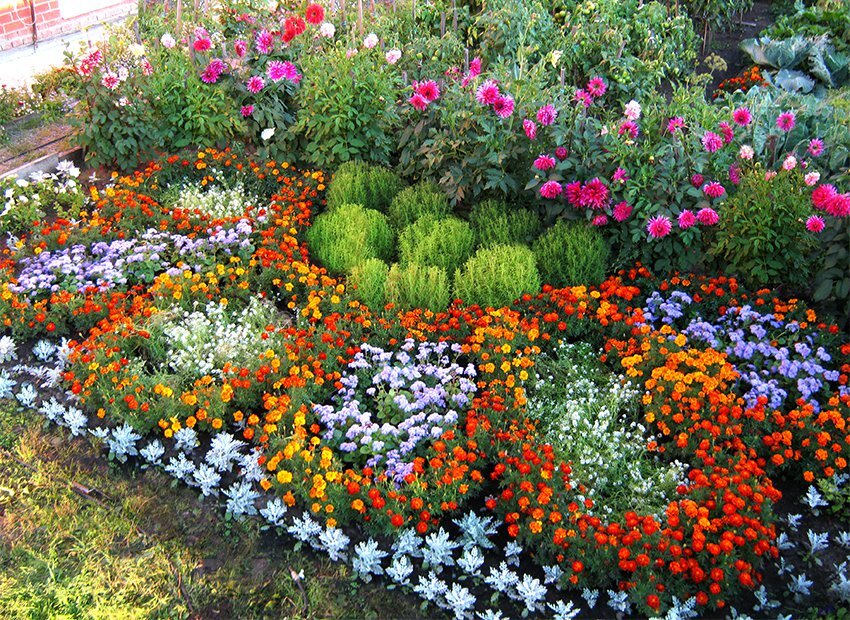 Цветы на даче, цветущие все лето: фото с названиями - centerforstrategy.ru