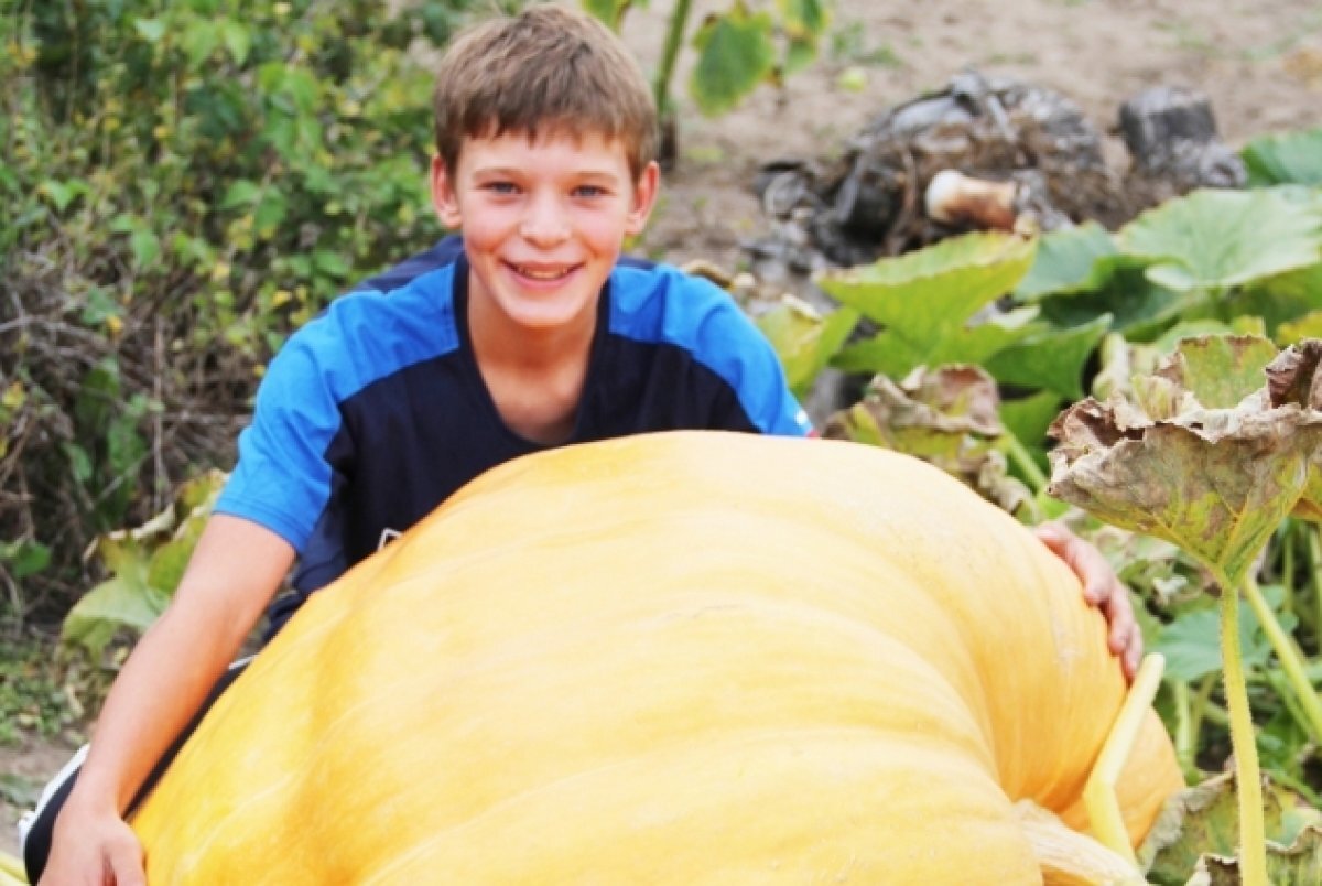    Нижегородский школьник вырастил тыкву под 230 килограммов