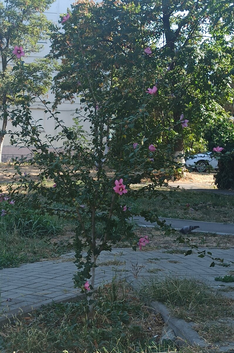 Куст возле работы