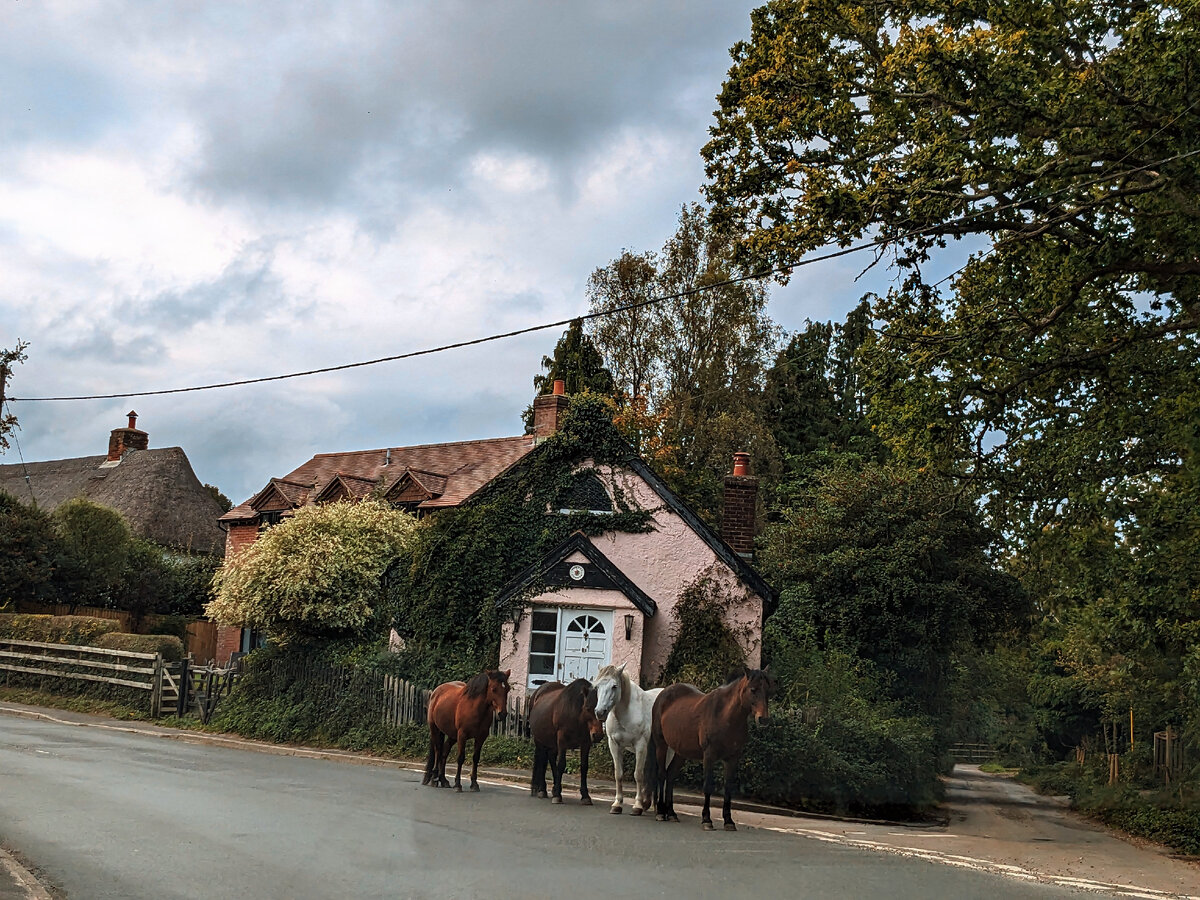 Пони никак не решат, в какую сторону податься. По секрету скажу - пришли за яблоками. Фото из личного архива 