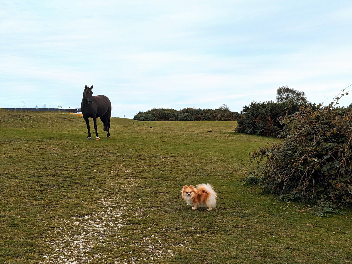 Лошадь: - что ТЫ такое?!  Пеппи: - мать, что ЭТО такое?!    Фото из личного архива 