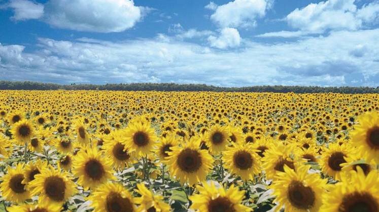    пресс-служба администрации краснодарского края