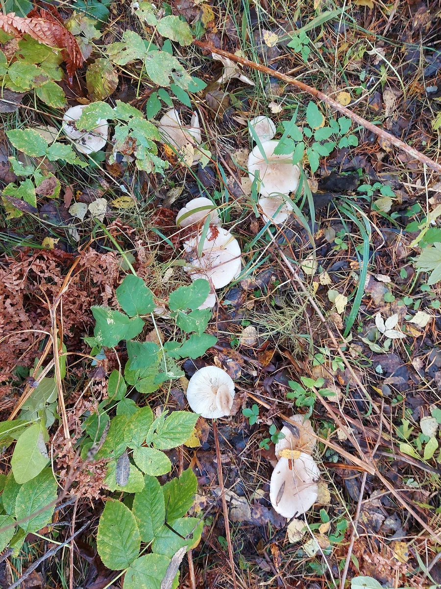 Автор фото Любительница леса