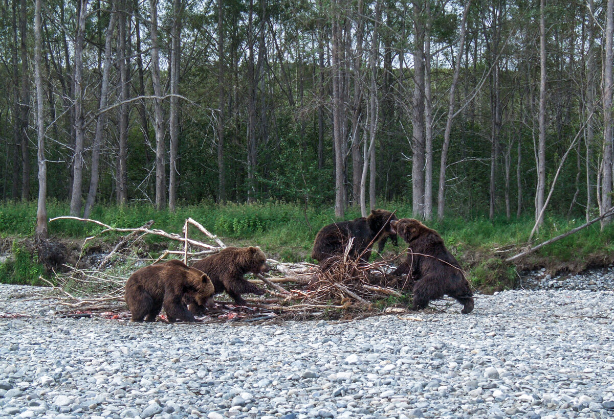 📍 Весело играют на берегу речки.