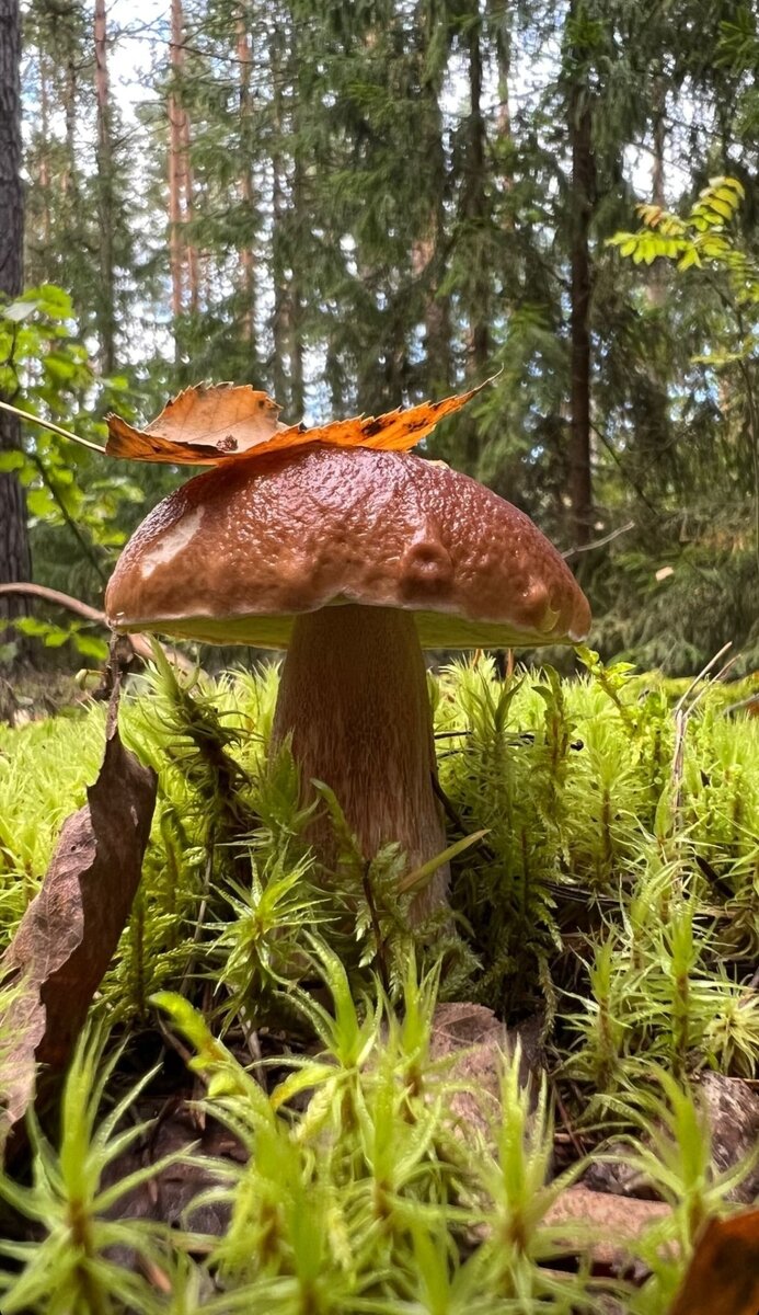 Фото для иллюстрации "осень жизни"
