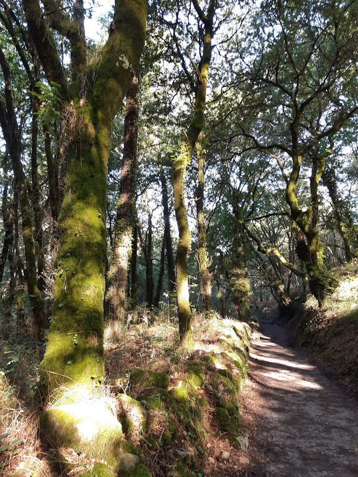 Тропинка в лесу