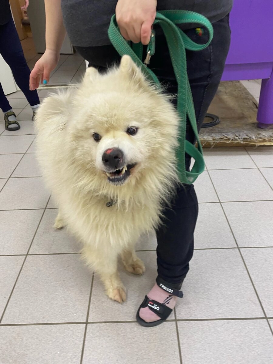 North dog