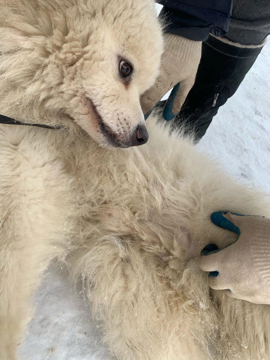 Первое знакомство с Лавром. Без слез не возможно было на него смотреть. 