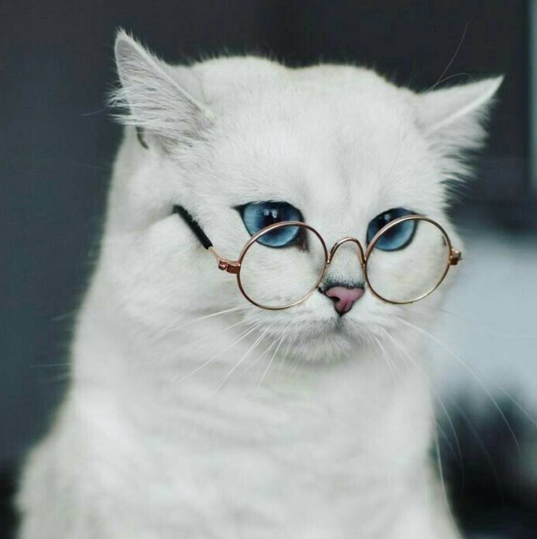 Умный кот мем