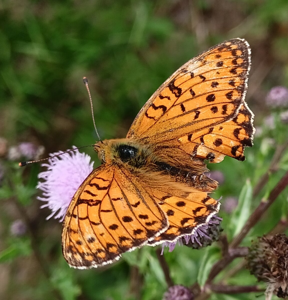 Перламутровка торфяниковая (Boloria aquilonaris)