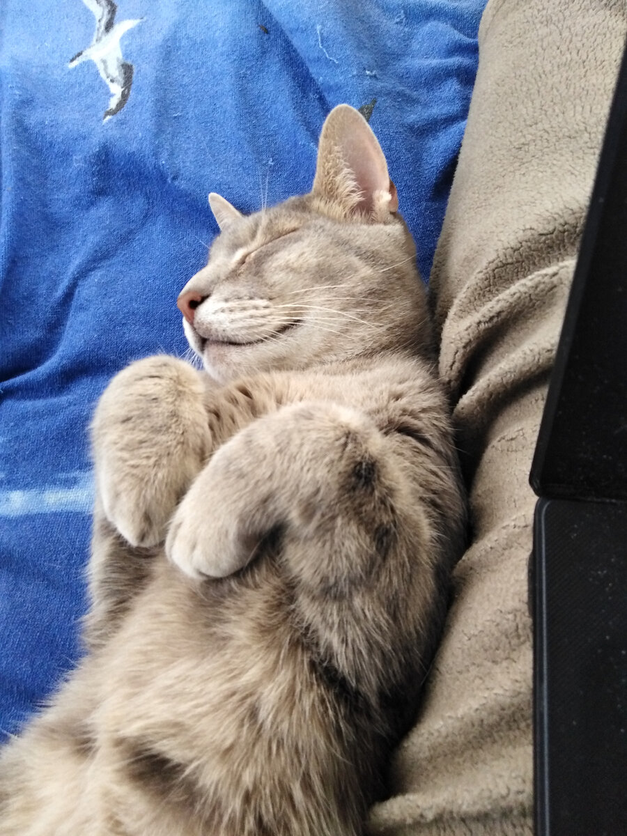 Солдат спит, служба идет... Вот и вся кошачья философия... Фото автора