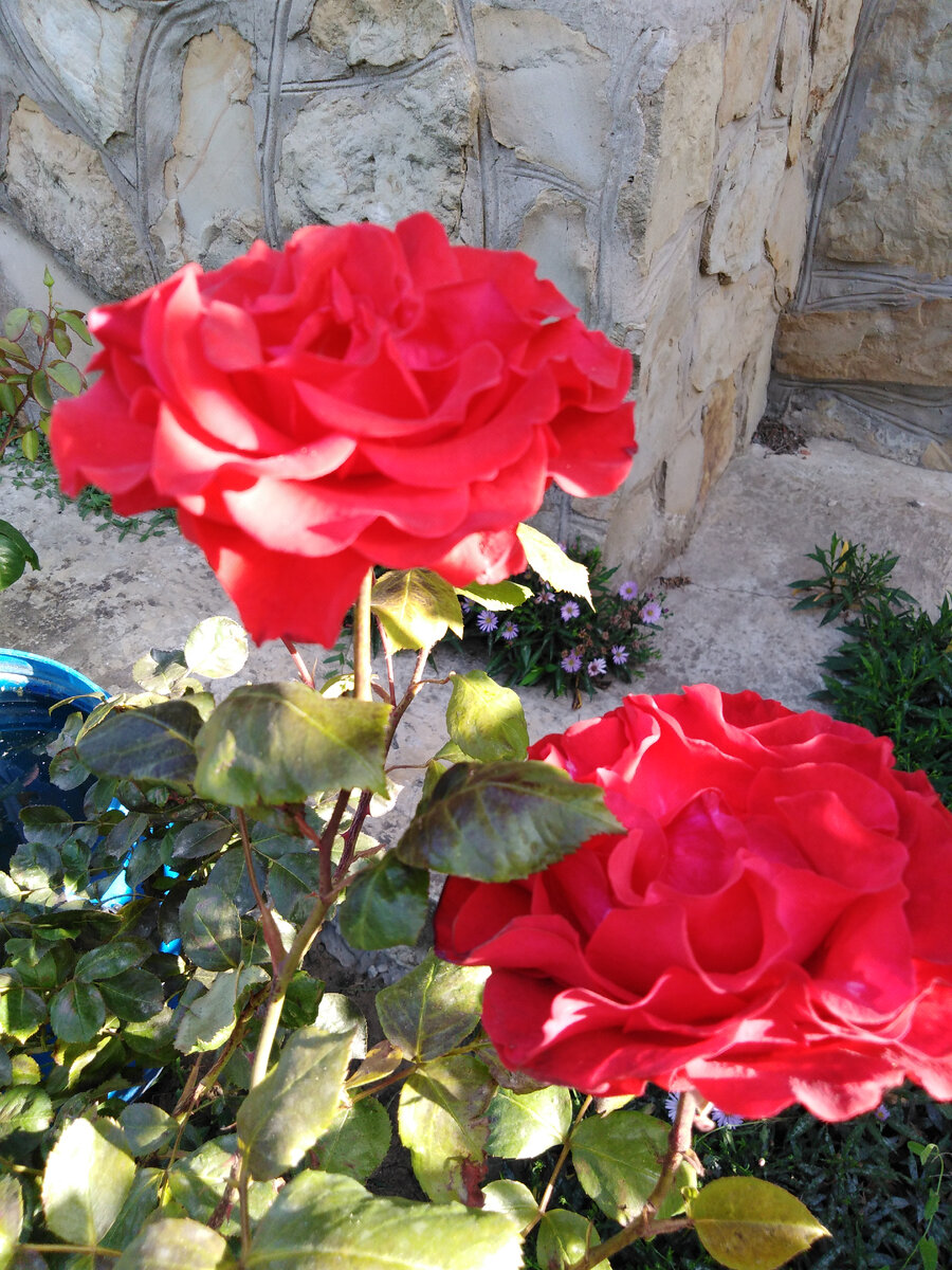А у роз - третье цветение! Фото автора