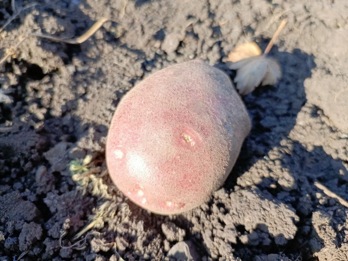 Картофель зеленеет от солнца, вот для примера оставлю на несколько дней под солнцем