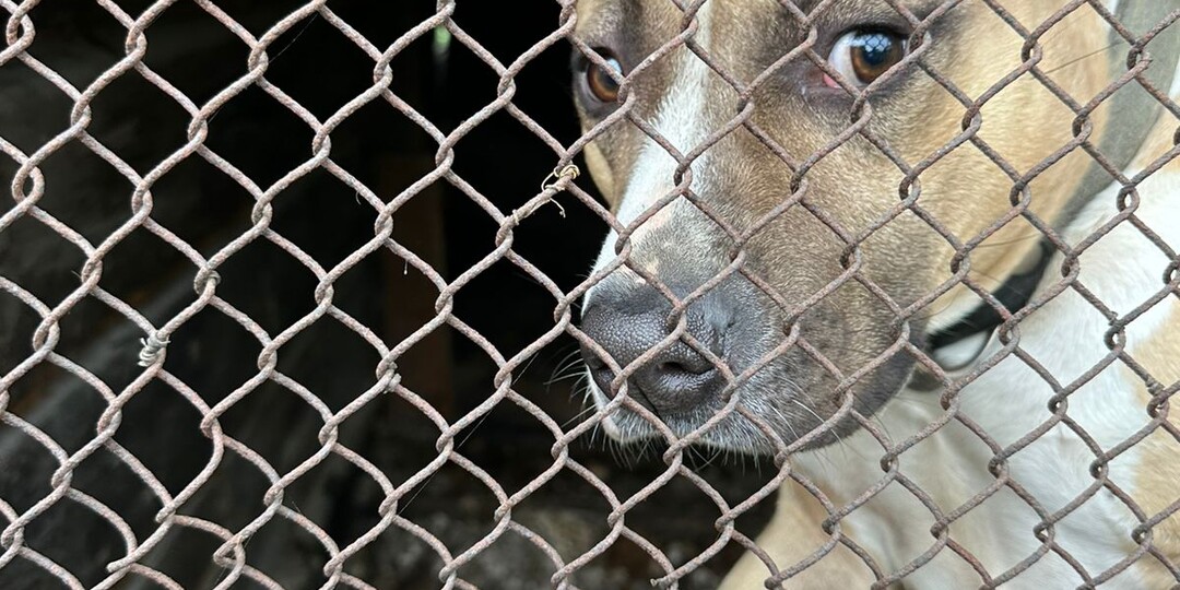 В добрые руки стафф!