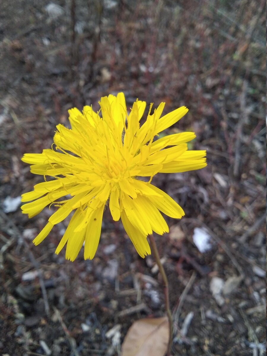 Авторские макрофото канала Жизнь дикарки. Яна Чингизова-Позднякова