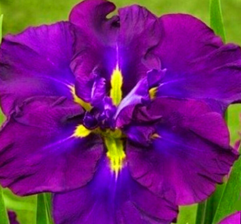 Ирис мечевидный Блюберри Пай