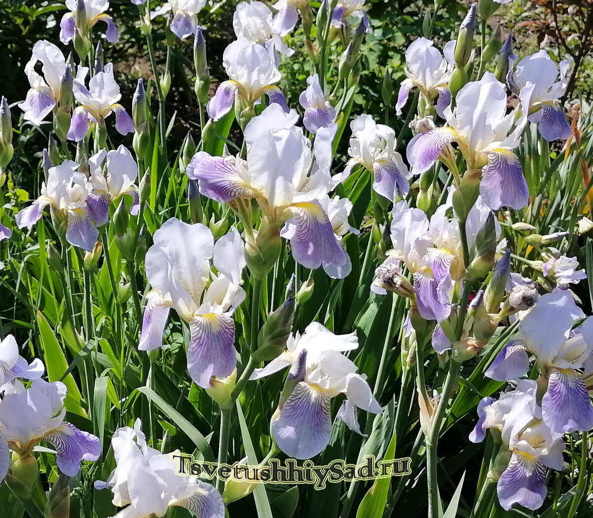 Ирисы бородатые