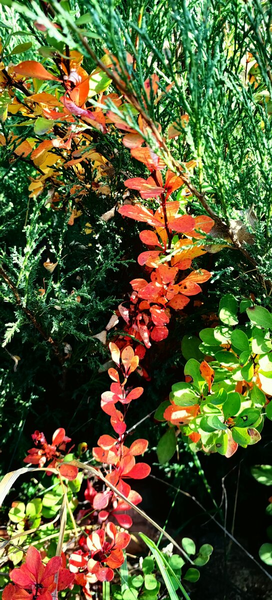 Краски осени.